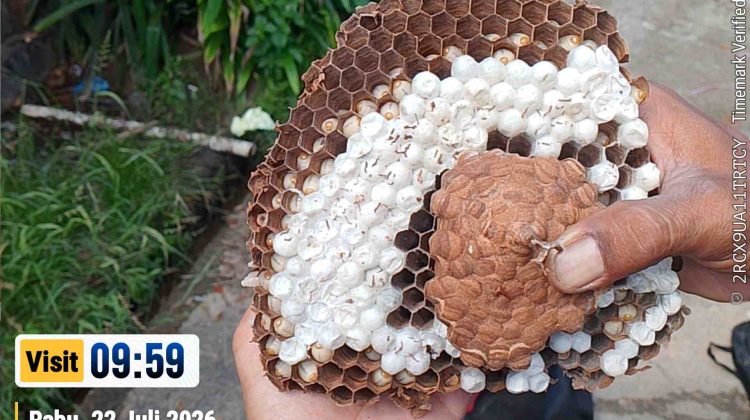 Respon Cepat Tim Damkar Amankan Sarang Tawon di Area Kantor Camat Jemaja Timur