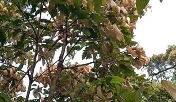 Musim Buah Kepayang Tiba, Warga Jemaja Timur Siap Sambut Panen