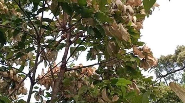 Musim Buah Kepayang Tiba, Warga Jemaja Timur Siap Sambut Panen
