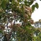 Musim Buah Kepayang Tiba, Warga Jemaja Timur Siap Sambut Panen