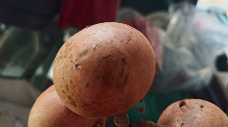 Buah Puak, Warisan Leluhur Khas Pulau Jemaja yang Perlu Dilestarikan