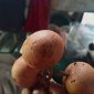 Buah Puak, Warisan Leluhur Khas Pulau Jemaja yang Perlu Dilestarikan