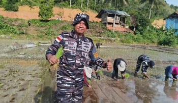 TNI AL Bantu Petani Tanam Padi, Dukung Ketahanan Pangan di Wilayah Perbatasan